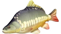 Gaby The Carp 61cm