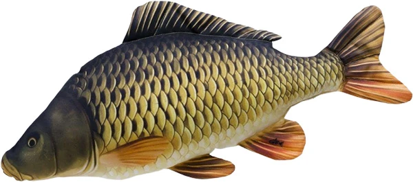 Gaby The Common Carp 64cm 1 Gaby The Common Carp 64cm
